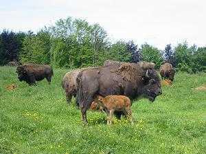 The Farm of the Bisons